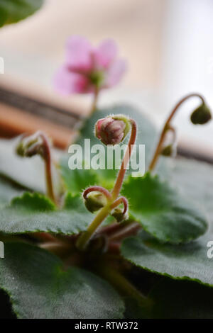 Violette Blume. (Viola). Purpurrote Blütenknospen von Veilchen Saintpaulien. Blütenknospe. Geschlossen rosa-violetten Blüten von Blumen bud mit grünen Blättern umgeben. Stockfoto