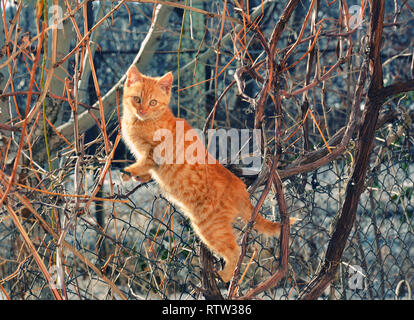 Eine schöne helle rote Katze mit gelben Augen und rosa Nase. Eine Katze auf einem Baum. Gelbe und weiße Katze mit gelben Augen. Heimatlose Katze im City Park. Stockfoto