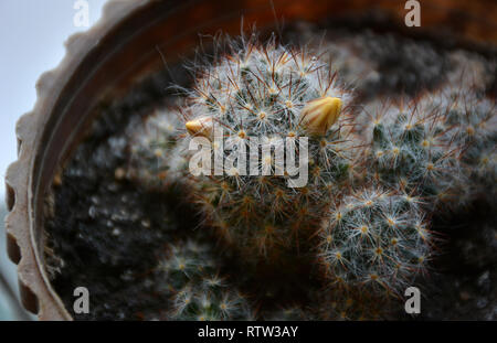 Helle gelbe Blume von Mammillaria elongata (ladyfinger Kaktus). Nahaufnahme eines Kaktus in einem Topf mit Blumen. Kleine Kakteen in den Blumentöpfen. Stockfoto