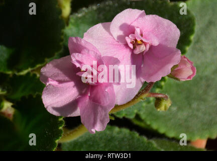 Violette Blume. (Viola). Purpurrote Blütenknospen von Veilchen Saintpaulien. Blütenknospe. Geschlossen rosa-violetten Blüten von Blumen bud mit grünen Blättern umgeben. Stockfoto