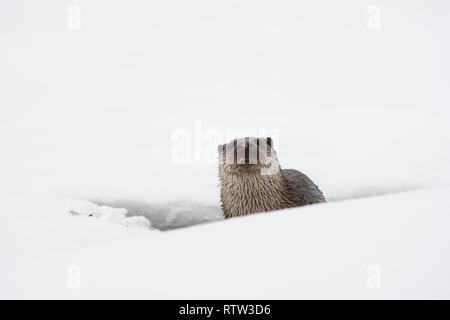 Fischotter (Lutra lutra) in den Schnee in der Nähe ein Loch im Eis Stockfoto