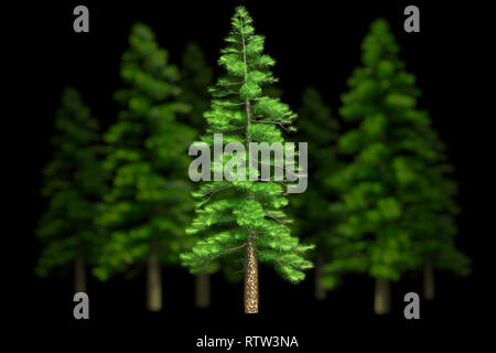 Schöne Weihnachten Bäume auf einem schwarzen Hintergrund isoliert. 3D-Darstellung Stockfoto