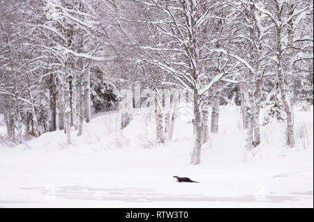 Europäischer fluss Fischotter (Lutra lutra) in einer Winterlandschaft mit Schnee auf einem zugefrorenen See mit Birken im Schnee Stockfoto