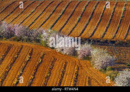 Landschaft der Cariñena, Mandelbäumen und Weinbergen. Zaragoza, Spanien Stockfoto