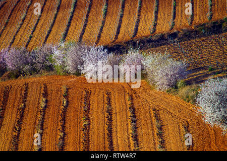 Landschaft der Cariñena, Mandelbäumen und Weinbergen. Zaragoza, Spanien Stockfoto