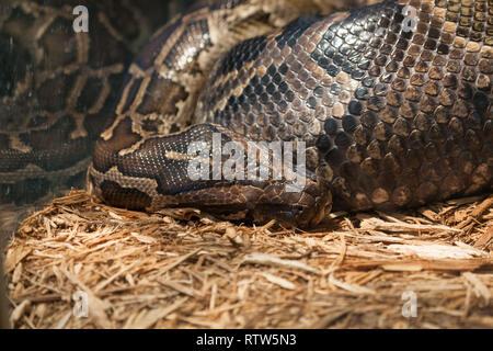 Eine große Netzpython oder Boa constrictor in einem Glas Gehäuse seinen Kopf auf Holzspänen ruht. Stockfoto