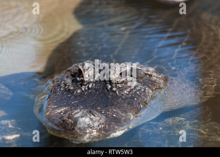 Ein Krokodil in klaren Flachwasser mit nur die Augen und die Nase über Wasser. Stockfoto