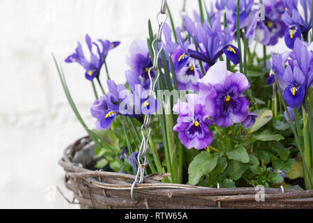 Viola' Panola Marina' und Iris reticulata Blumen in einem hängenden Korb wächst. Stockfoto