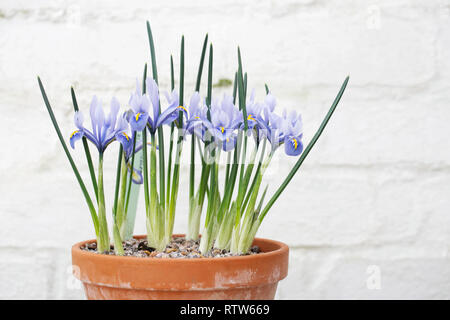 Iris reticulata 'Alida 'Blumen im späten Winter wachsen in einem teracotta Pot. Stockfoto