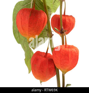 Physalis Zweig auf weißem Hintergrund Makro isoliert Stockfoto