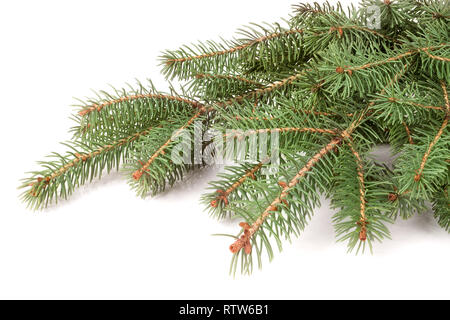 Fir-Zweig der Baumstruktur auf weißem Hintergrund Stockfoto