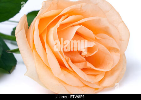 Peach Rose mit Blättern auf weißem Hintergrund Stockfoto