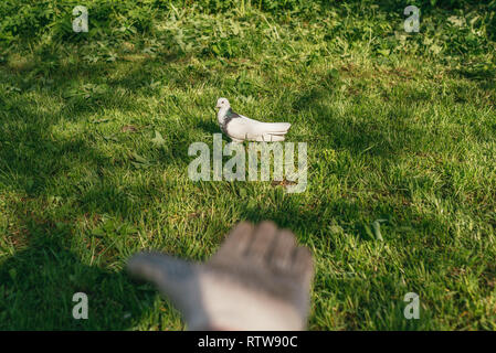 Eine weiße Taube sitzt im Gras auf den mittleren Boden. Menschliche Palm in den Handschuh auf den Vordergrund. first-Person anzeigen. Die Szene beleuchtet durch Sonnenstrahlen. Stockfoto