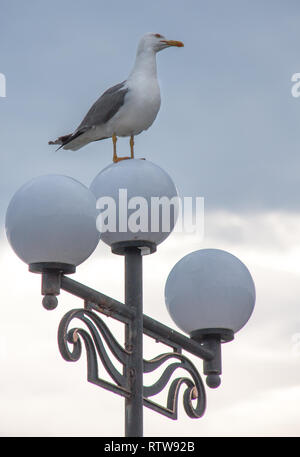 Seagull sich auf straßenlaternen am Abend Stockfoto