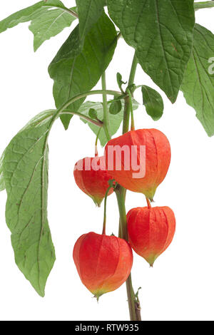 Physalis Zweig auf weißem Hintergrund Makro isoliert Stockfoto