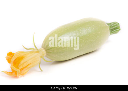 Zucchini mit Blüte auf weißem Hintergrund Stockfoto