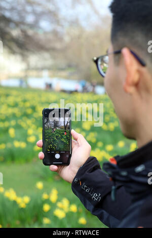 London, Großbritannien. 2. März 2019. Cheng-Hua, Besuch aus Taiwan nimmt selfie Fotos mit den Narzissen in der St. James Park in London, in der Blüte sind viel früher als normal Aufgrund der unseaonably warmes Wetter vor kurzem Credit: Paul Brown/Alamy leben Nachrichten Stockfoto