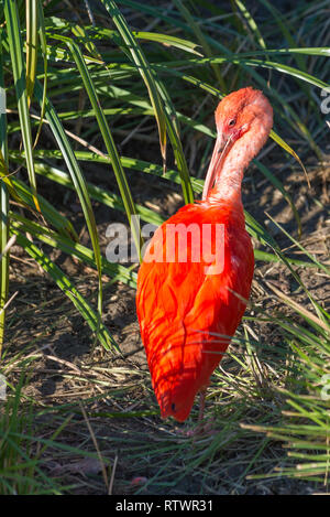 Scarlet Ibis (Eudocimus ruber) im Gras Stockfoto