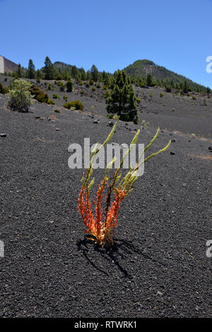 Dyer's Rocket (Reseda Luteola), Pico Birigoyo, Cumbre Vieja, La Palma, Kanarische Inseln, Spanien Stockfoto