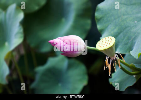 Lotus Blossom in Wasser Teich. Wasser Lilly. Stockfoto