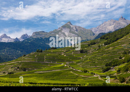 Terrassierten Weinberge des Lavaux, wurde von der UNESCO zum Weltkulturerbe erklärt, sind durch gekennzeichnet markierte Wanderwege zu einem Spaziergang mit Blick auf den Genfer See und die moun Stockfoto