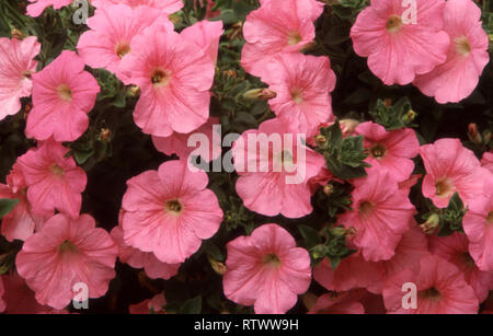 NAHAUFNAHME DER ROSA PETUNNIA BLUMEN 'PINK PLUME KERPIP. AUSTRALIEN. Stockfoto