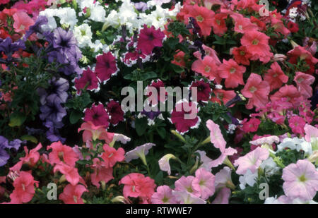 BLUMENBEET AUS BUNTEN PETUNIA-BLÜTEN IN VOLLER BLÜTE. Stockfoto