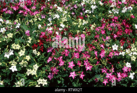 NICOTIANA ALATA (HAVANNA SERIE F1). Stockfoto