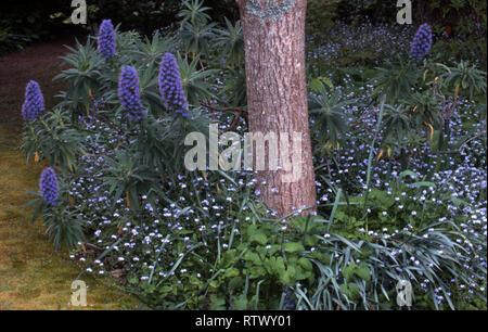 RUNDES GARTENBETT UM DEN SOCKEL EINES BAUMES MIT ECHIUM (STOLZ VON MADEIRA) UND FORGET-ME-NOT-BLUMEN, NEW SOUTH WALES, AUSTRALIEN. Stockfoto