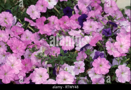 Rosa und Lila PETUNIA Blumen wachsen. Stockfoto