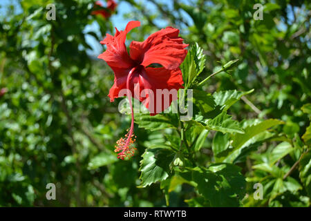 Red Hibiscus, Familie Malvaceae, Hibiskus sp., Sanddünen von Sigatoka Nationalpark, Viti Levu, Fidschi Stockfoto