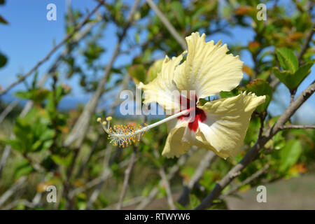 Yellow Hibiscus, Familie Malvaceae, Hibiskus sp., Sanddünen von Sigatoka Nationalpark, Viti Levu, Fidschi Stockfoto