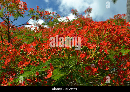 Rot blühenden Baum des Royal Poinciana, delonix Regia, Sanddünen von Sigatoka Nationalpark, Viti Levu, Fidschi Stockfoto