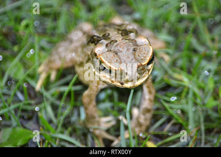 Stockkröte im Boden, Rhinella marina, Viti Levu, Fidschi Stockfoto