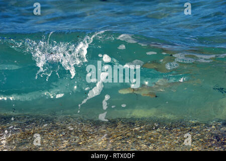 Jugendkriminalität, Schwarzspitzen Riffhai Carcharhinus melanopterus, Surfen wave nahe der Küste, Mamanucas Inseln, Fidschi, South Pacific Stockfoto