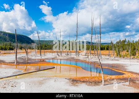 Tote Bäume am opalisierend Pool Mineralvorkommen, schwarzen Sand Basin, Yellowstone-Nationalpark, Wyoming, USA Stockfoto