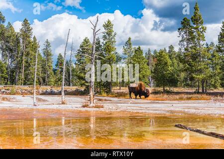 Bison (Bos bison) Schürfwunden zwischen toten Bäume an der Opalisierenden Pool, Gelb mineralische Ablagerungen, schwarzer Sand Basin und Keks Stockfoto