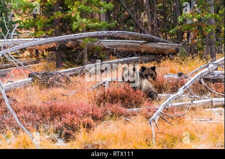 Zwei Grizzlybären (Ursus arctos Horribilis), junge Tiere in den Büschen im Herbst sitzen, Yellowstone National Park, Wyoming, USA Stockfoto