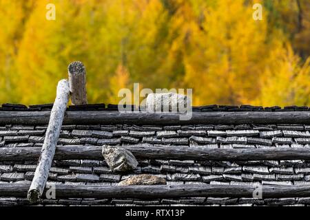 Berghütte, Schindeldach, herbstlichen Lärchen (Larix decidua) im Rücken, Vals, Valstal, Südtirol, Italien Stockfoto