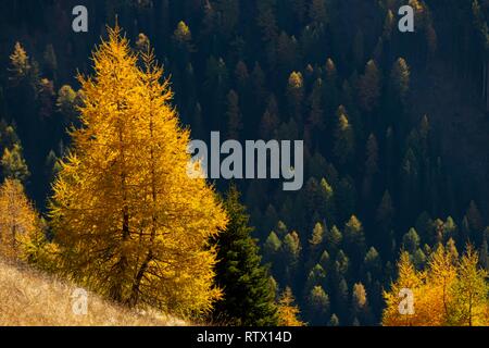 Gelbe Lärchen (Larix decidua) im Herbst vor bewaldeten Hang Valstal, Südtirol, Italien Stockfoto