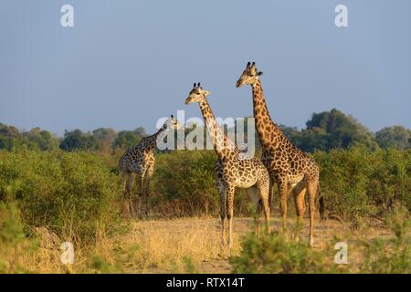 Rhodesian Giraffen (Giraffa Camelopardalis) thornicrofti in Buschland, Süd Luangwa National Park, Sambia Stockfoto
