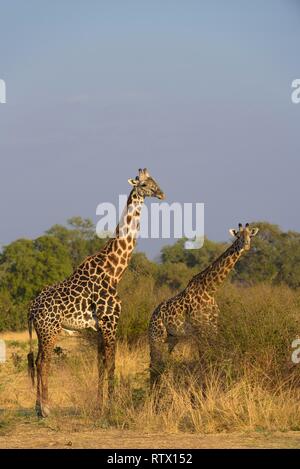 Rhodesian Giraffen (Giraffa Camelopardalis) in thornicrofti Bookland, South Luangwa National Park, Sambia Stockfoto