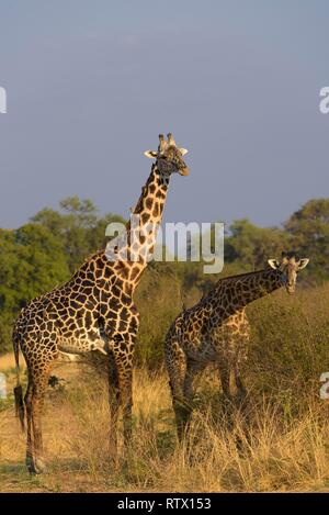 Rhodesian Giraffen (Giraffa Camelopardalis thornicrofti) mit Rot-verrechnet (Buphagus erythrorhynchus oxpeckern) im Bush Land Stockfoto