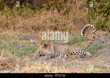 Leopard (Panthera pardus) liegt im Gras, South Luangwa National Park, Sambia Stockfoto