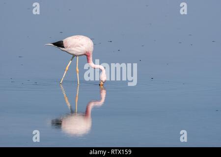 Anden Flamingo (Phoenicoparrus andinus) in Wasser, Nahrung suchen, Laguna Chaxa, Salar de Atacama, Región de Antofagasta Stockfoto