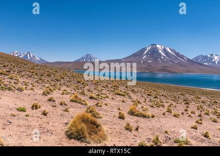 Lagune, Laguna Miscanti mit Vulkan Chiliques und Cerro Miscanti, Altiplano, Región de Antofagasta, Chile Stockfoto