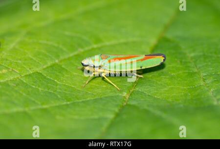 Rhododendron leafhopper (Graphocephala fennahi) sitzen auf Blatt, Lunenburg Heide, Niedersachsen, Deutschland Stockfoto