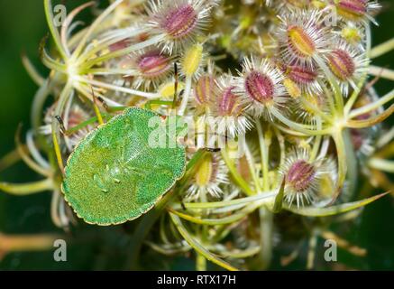 Green shield Bug, auch oder (Palomena prasina), sitzt am Obststand der Wilden Möhre (Daucus carota carota), Lunenburg Heide Stockfoto