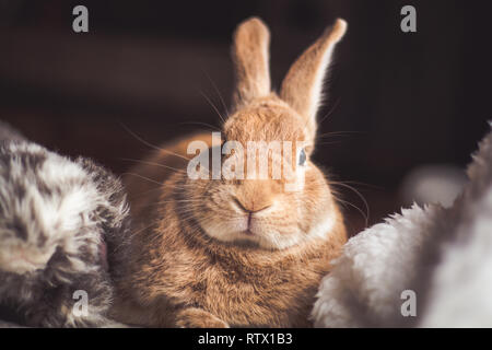 Rufus Kaninchen entspannt sich mit Plüsch in dunklen Tageslicht, selektiven Fokus Stockfoto