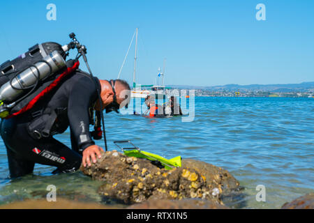 TAURANGA NEUSEELAND - 3. MÄRZ 2019; Fokus auf Taucher im Wasser, während ein anderer Taucher bereitet Wasser bei Pilot Bay Wharf für jährliche Strand geben Sie reinigen Stockfoto